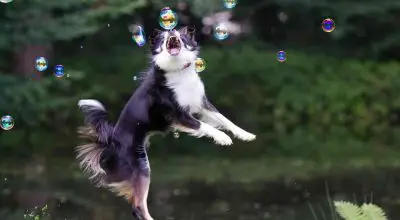 border collie playing and catching soap bubbles