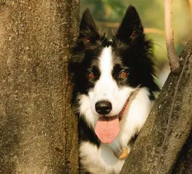 border collie dog in between trees