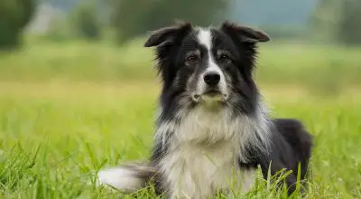border collie dog breed