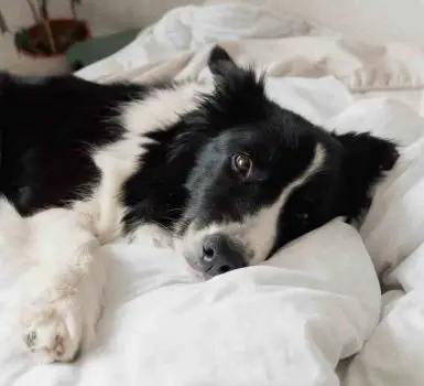 border collie dog lying in bed
