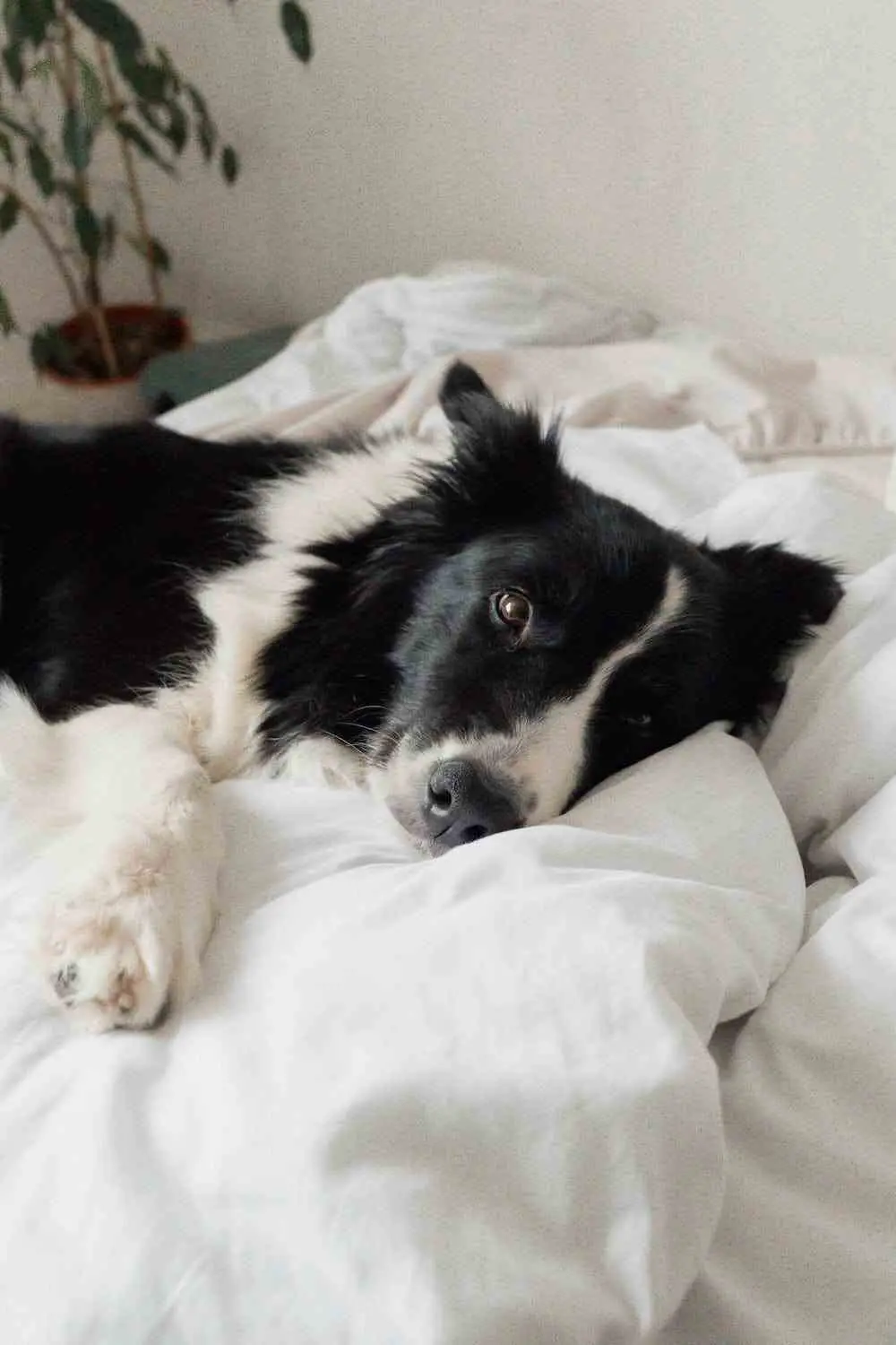 border collie dog lying in bed