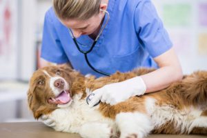 border_collie on clinic