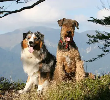 two dogs Enjoying rest on the mountain top