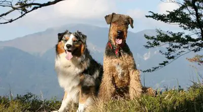 two dogs Enjoying rest on the mountain top