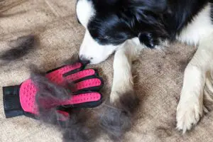 puppy dog border collie with fur in moulting lying down on couch.
