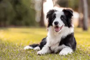 Black and white Border Collie dog posing on the grass in the park