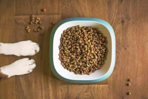 what's the best diet for your dog