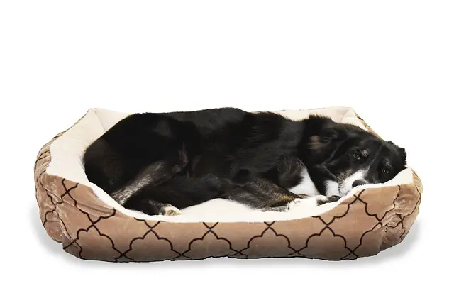where to get a Border Collie