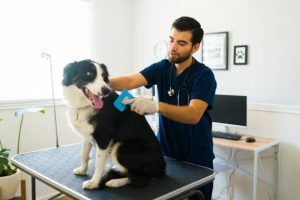 guy brushing a border collie