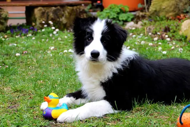 Border Collie with its toy