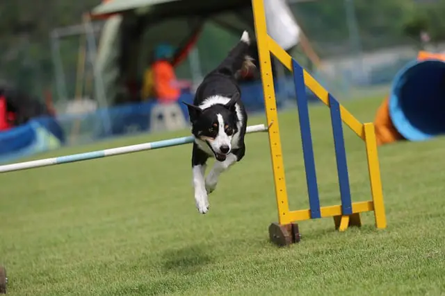 Border Collie in dog competition