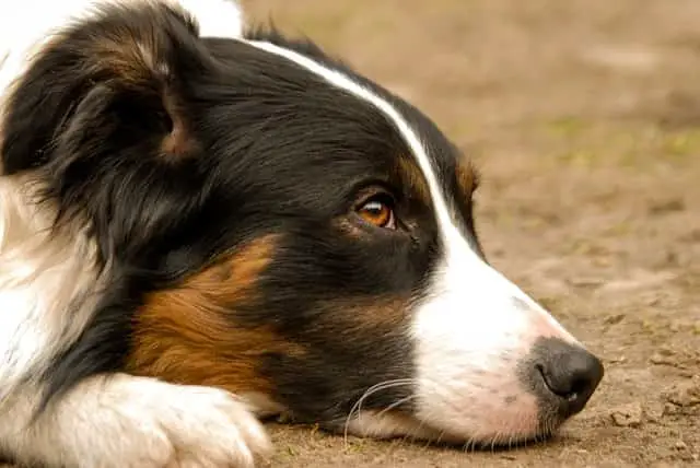 Collie checking owner's mood