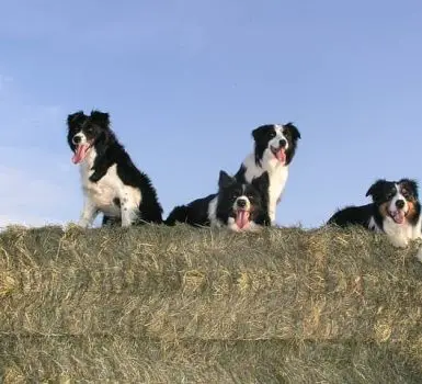 BCs on top of hay