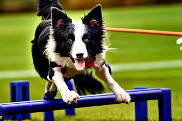 border collie behavior and training