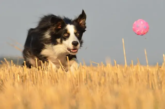 why you must stimulate your Border Collie
