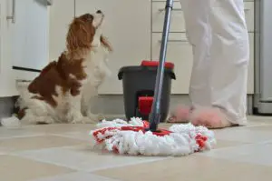 dog looking up to its owner while cleaning its accident on the floor. Border Collie potty training