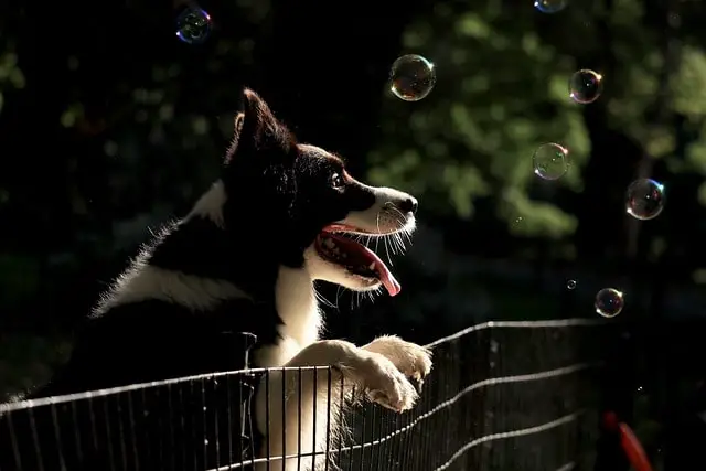 Border Collie excited for play