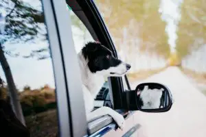 cute border collie dog looking by the window a van
