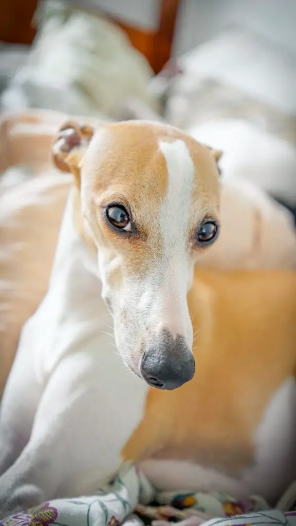 whippet breed behavior